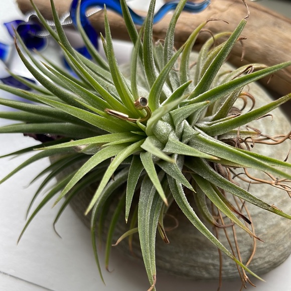 BVLA hoop 18G - Picture 4 of 5